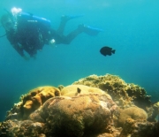 World class diving and research under the Red Sea